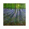 The Colours of the Woodland